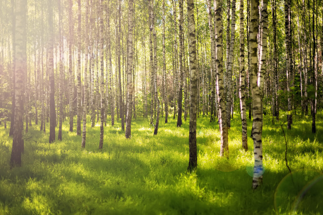 sostenibilidad, cuidado de los bosques